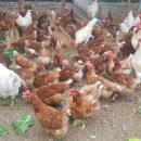 자연같이 팜 이미지