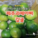 향노지 | 제주 노지감귤 맛보기｜과채아빠 귤 2kg 솔직 후기