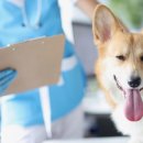 백석동물병원 이미지