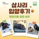 바우동물병원 | 삽사리 입양후기_멧돼지를 잡은 바우