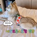 로젯펫 트레이닝 센터 | 강릉 세인트존스호텔 강아지 동반 여행 숙소 내돈내산 후기