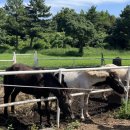 대한목장 이미지