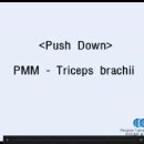 Triceps Brachii - Push Down 이미지