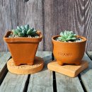 반려식물 다육토분 이미지