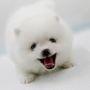 강쥐애견샵 이미지