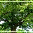＜동시＞ 여름 / 靑山 손병흥 이미지