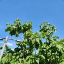 장석농장 이미지