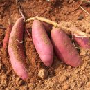 고창갯벌오토캠핑&글램핑 | [고창캠핑] 고창 여행의 완성! 고창캠핑장 정보 &amp; 고창마켓 특산물로 즐기는 캠핑 요리 필수템!!!