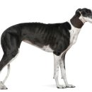 아름다운 동물병원 이미지