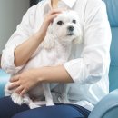 다온애견샵 이미지