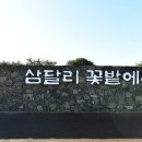 제주도 서귀포 삼달리 꽃밭에서 이미지