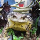 두꺼비농장 이미지