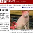 고양이 하루 이미지