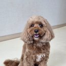 젤리펫살롱 | 송도애견미용실추천ㅣ젤리펫살롱 7kg 푸들 풀케어 후기