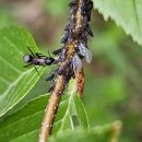 개미목장 이미지