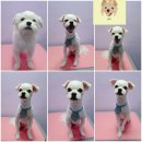 웃개살롱 이미지