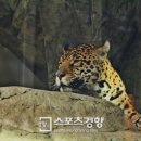 일산트레블