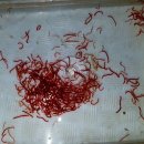 디스커스코리아 | 알파피쉬 디스커스코리아 &amp; 노블레스 냉동 장구벌레 후기