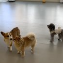 킨더퍼피 이미지