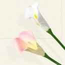 미소아로마