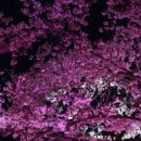 양재천 수변무대5 이미지