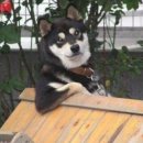 스고이몰