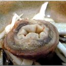 동촌황정순수육전골 이미지