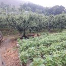 덕산면043 이미지