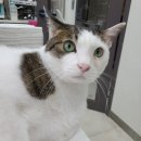 광교호수 동물병원 이미지