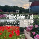 부흥동 둥근공원 입구 | 서울 꽃 명소 장미축제 올림픽공원 장미광장 후기(들꽃마루 양귀비, 주차, 사진 꿀팁)