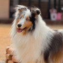 너는 내 댕댕 | 반려견동반펜션추천🐶 양평에 있는 댕댕별숲 다녀왔습니다(+20kg 셰틀랜드 쉽독