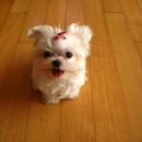 진보퍼피 이미지