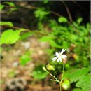 길손과 풀꽃 이미지