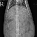 목련동물병원 이미지