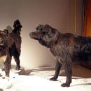 영화 에이트 빌로우 (Eight below2006) 모티브 이미지