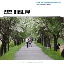 신가리 이팝나무길 | 백곡천을 따라 걷는 봄꽃 명소 진천 이팝나무길 방문기, 주차장 정보 포함