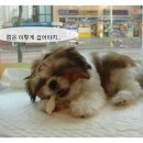 행복튼튼동물병원 이미지