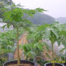 몽키바나나 이미지