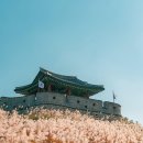 소코아 이미지