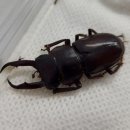 이오사슴 이미지