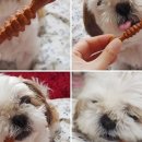 덴탈랜드 이미지