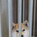 시바나라 이미지