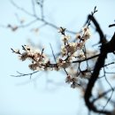 인천대공원 벗꽃 축제에서 봄꽃을... 이미지