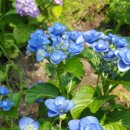 포지(POSY)