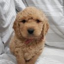 두들랜드 이미지