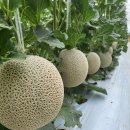 영농조합법인 명인 이미지