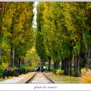 미루나무 이미지