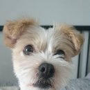 오늘도 이쁘개 이미지