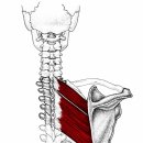 목통증과 어깨쭉지 뭉침, 목만 풀어서는 반복되는 이유 능형근 Trigger Point 이미지