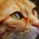 오창동물병원 이미지